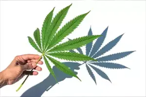 Koliko dugo marihuana ostaje u organizmu?